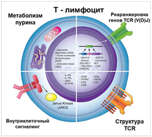 Первичный иммунодефицит картинки