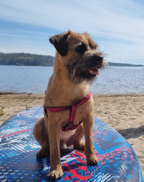 Пес Бродяга