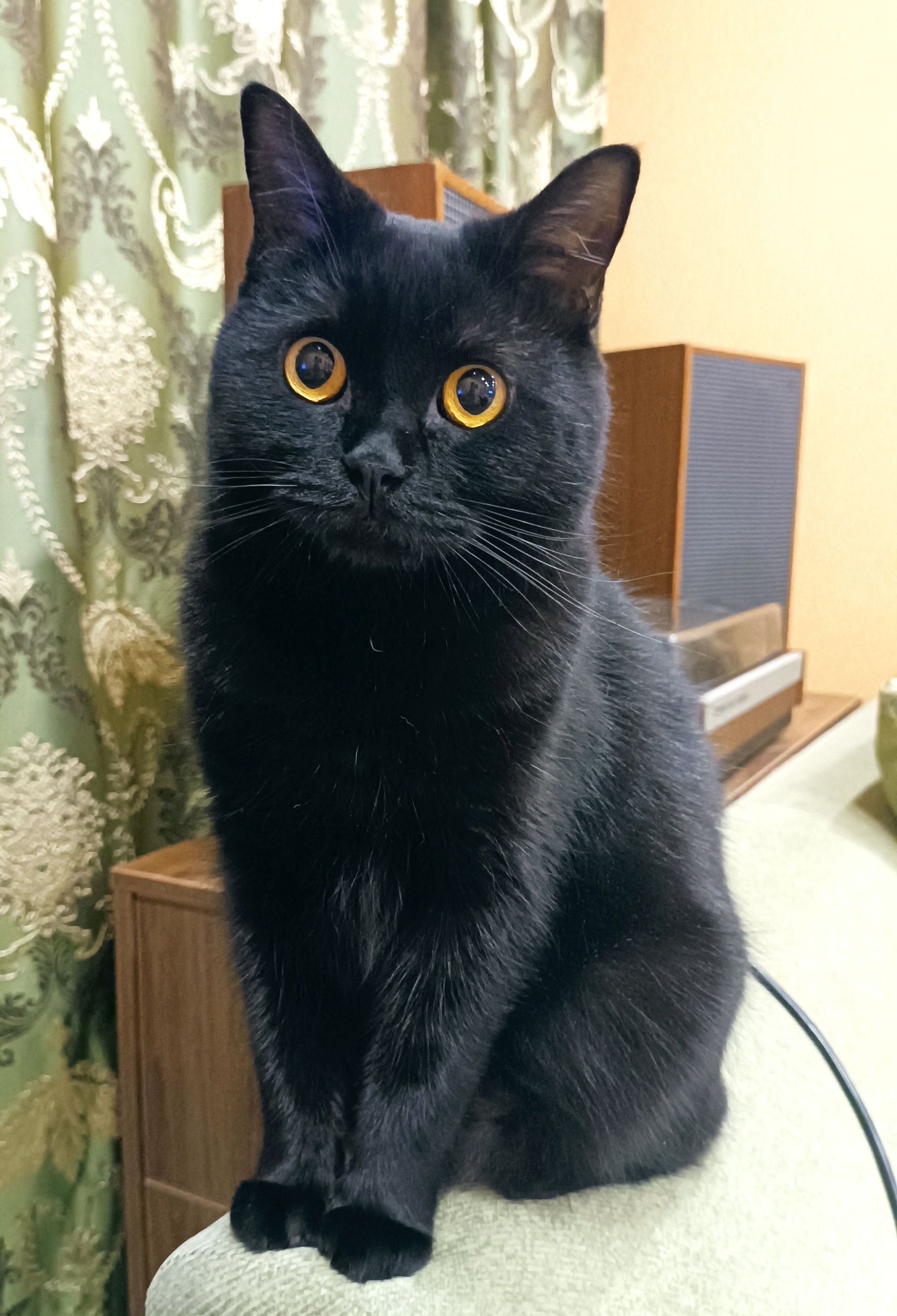 Кот Ксенофонт