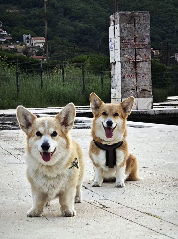 Корги Тильда и Хани