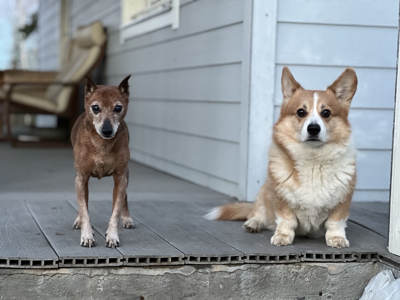 Корги Кеша и цвергпинчер Арчи