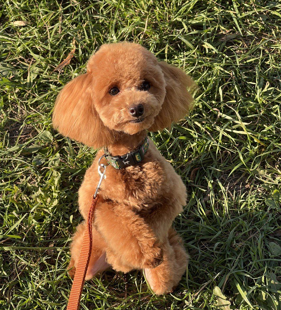 Пудель Кода